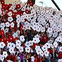 12.9.2015  FC Rot-Weiss Erfurt - FC Erzgebirge Aue 0-1_23